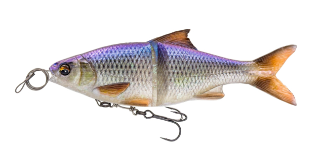 Blue Roach