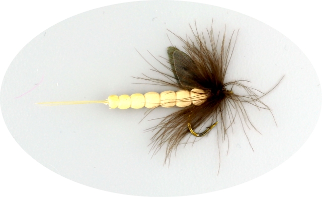 VULGATA 
