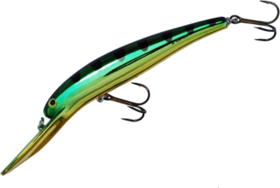 Gold Perch