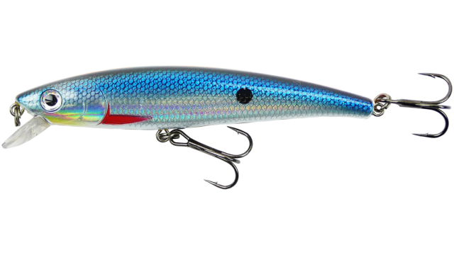 Blue Herring