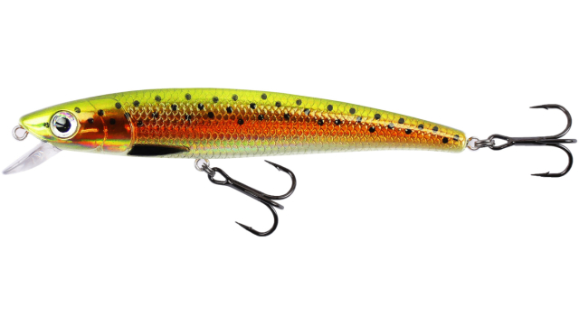 Rainbow Trout