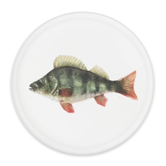 Fargerik abbor - Rund skive Ø38cm