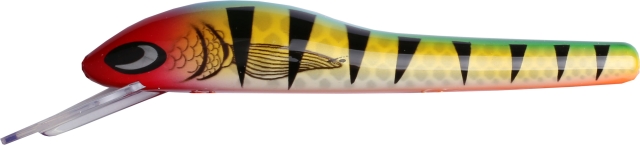 Rainbow Tiger