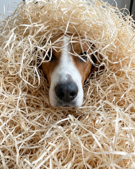 Träull till hund 8-10 kg